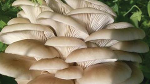 Oyster Mushrooms