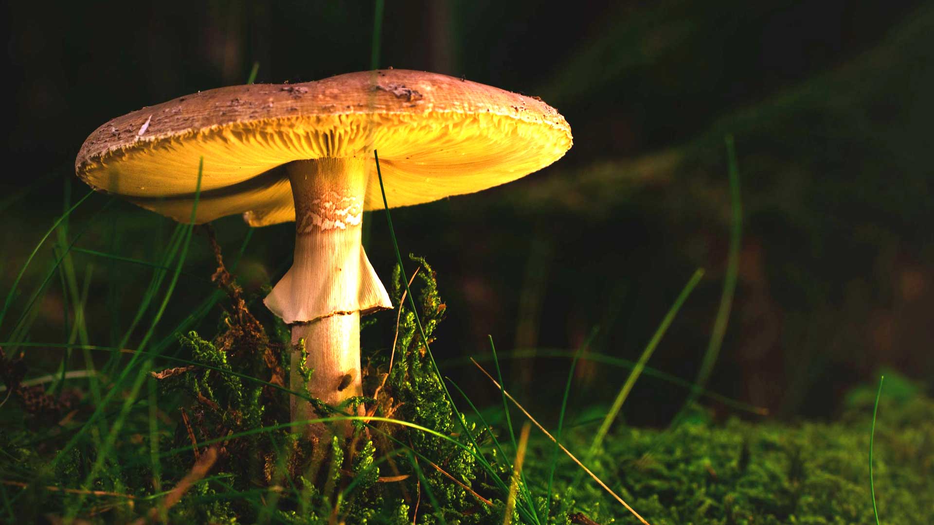 Fungi and Mushrooms of the Wasatch Range and Solitude