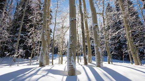 Aspen trees at Solitude Mountain Resort