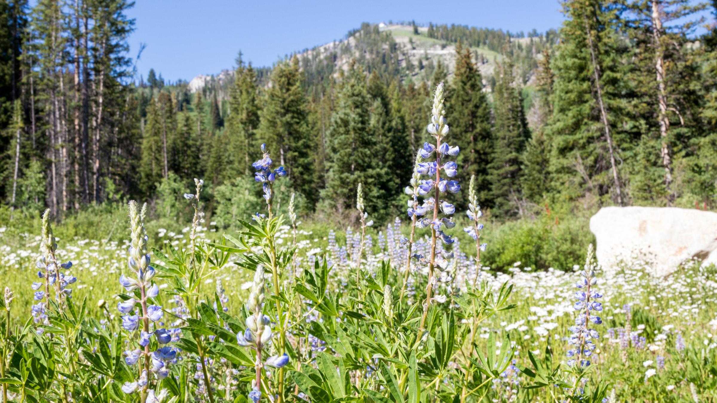 Wild Flowers at Solitude Scenic Photo