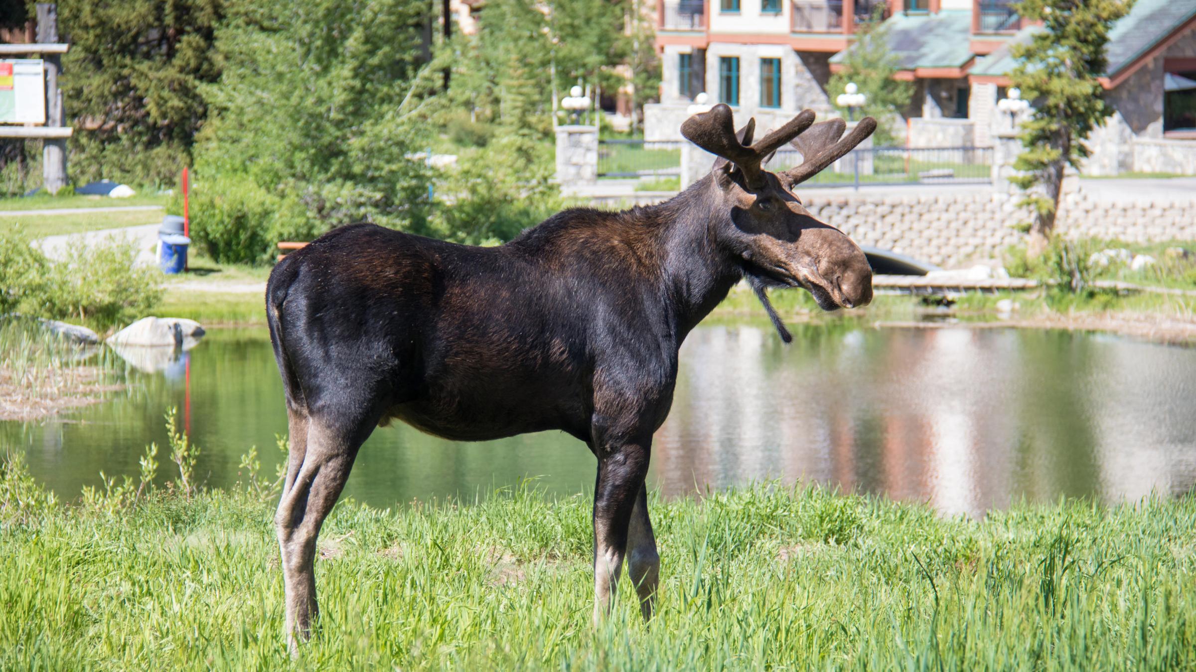 Moose at Solitude Village